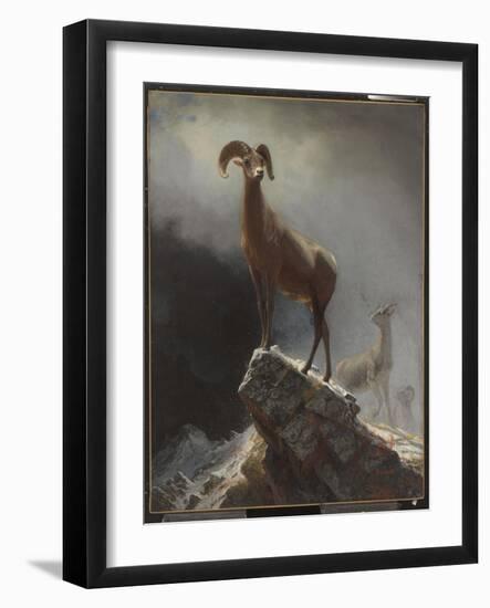 Rocky Mountain Sheep or Big Horn, Ovis, Montana, C.1884 (Oil on Canvas Tacked over Panel)-Albert Bierstadt-Framed Giclee Print