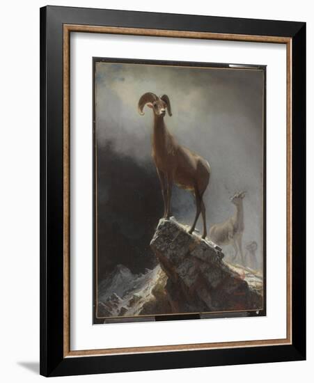 Rocky Mountain Sheep or Big Horn, Ovis, Montana, C.1884 (Oil on Canvas Tacked over Panel)-Albert Bierstadt-Framed Giclee Print