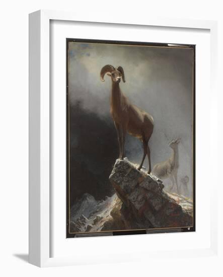 Rocky Mountain Sheep or Big Horn, Ovis, Montana, C.1884 (Oil on Canvas Tacked over Panel)-Albert Bierstadt-Framed Giclee Print