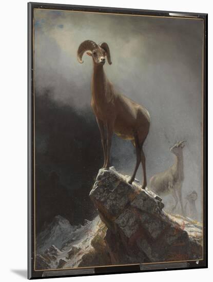 Rocky Mountain Sheep or Big Horn, Ovis, Montana, C.1884 (Oil on Canvas Tacked over Panel)-Albert Bierstadt-Mounted Giclee Print