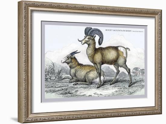 Rocky Mountain Sheep-John Stewart-Framed Art Print