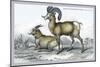 Rocky Mountain Sheep-John Stewart-Mounted Art Print