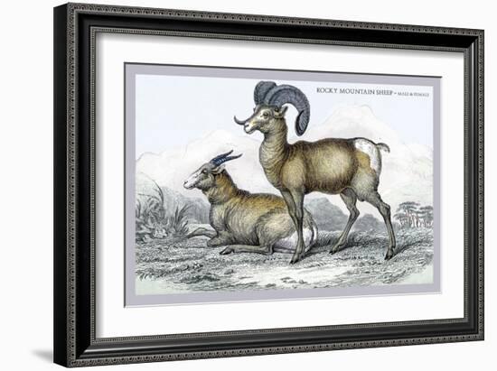 Rocky Mountain Sheep-John Stewart-Framed Art Print