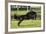 Rocky Mountain Stallion 001-Bob Langrish-Framed Photographic Print