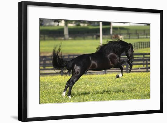 Rocky Mountain Stallion 001-Bob Langrish-Framed Photographic Print