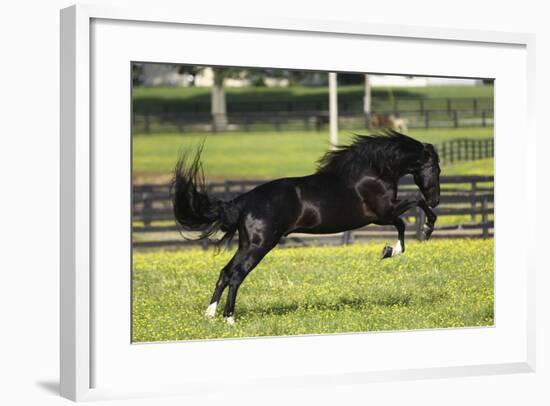 Rocky Mountain Stallion 001-Bob Langrish-Framed Photographic Print