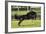 Rocky Mountain Stallion 001-Bob Langrish-Framed Photographic Print