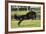 Rocky Mountain Stallion 001-Bob Langrish-Framed Photographic Print