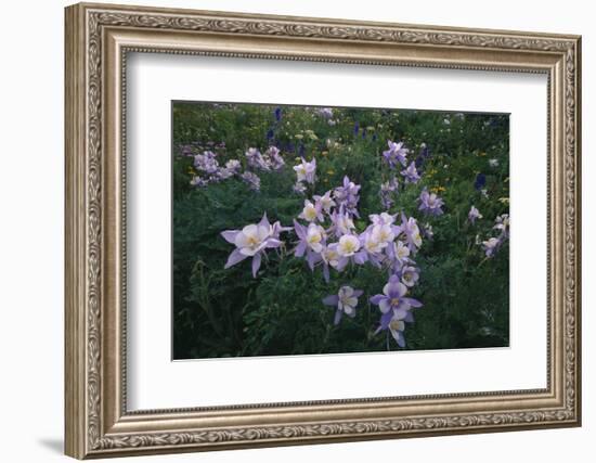 Rocky Mountain Wildflowers-DLILLC-Framed Photographic Print