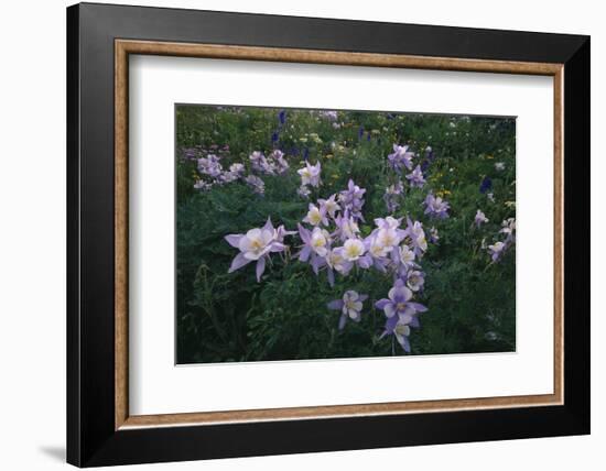 Rocky Mountain Wildflowers-DLILLC-Framed Photographic Print