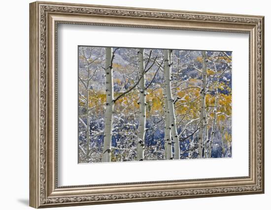 Rocky Mountains aspen grove autumn snows, Keebler Pass, Colorado.-Darrell Gulin-Framed Photographic Print