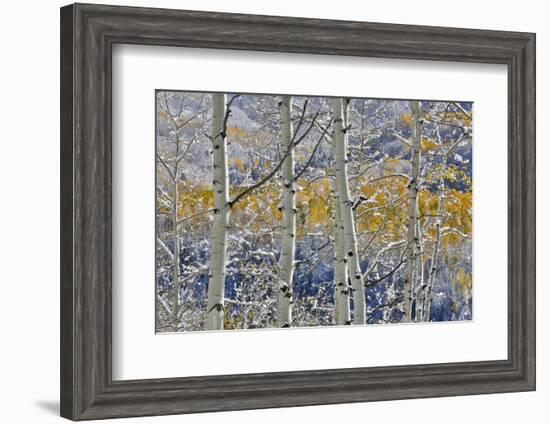 Rocky Mountains aspen grove autumn snows, Keebler Pass, Colorado.-Darrell Gulin-Framed Photographic Print