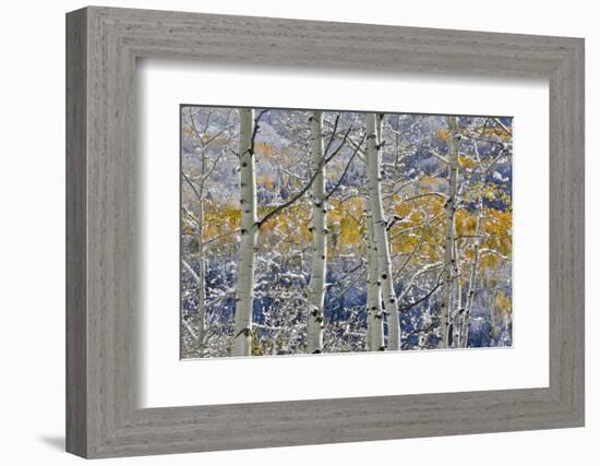 Rocky Mountains aspen grove autumn snows, Keebler Pass, Colorado.-Darrell Gulin-Framed Photographic Print