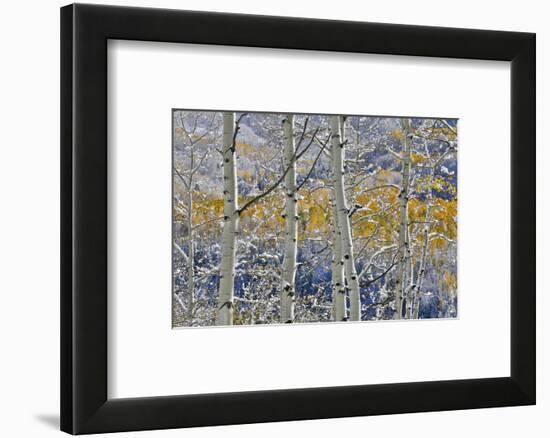 Rocky Mountains aspen grove autumn snows, Keebler Pass, Colorado.-Darrell Gulin-Framed Photographic Print