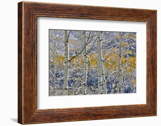 Rocky Mountains aspen grove autumn snows, Keebler Pass, Colorado.-Darrell Gulin-Framed Photographic Print