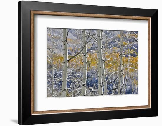 Rocky Mountains aspen grove autumn snows, Keebler Pass, Colorado.-Darrell Gulin-Framed Photographic Print