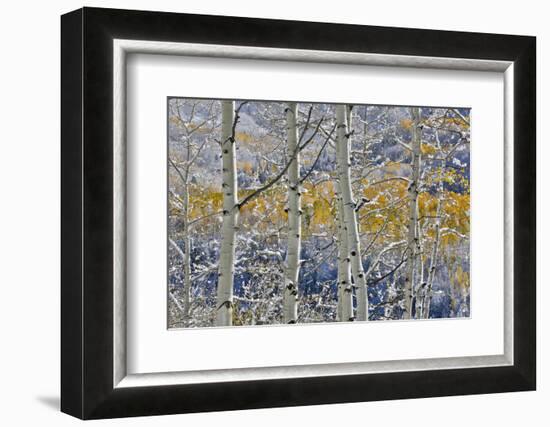 Rocky Mountains aspen grove autumn snows, Keebler Pass, Colorado.-Darrell Gulin-Framed Photographic Print