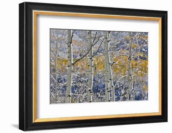 Rocky Mountains aspen grove autumn snows, Keebler Pass, Colorado.-Darrell Gulin-Framed Photographic Print