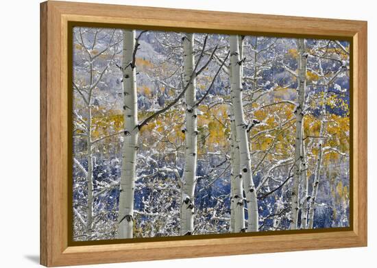 Rocky Mountains aspen grove autumn snows, Keebler Pass, Colorado.-Darrell Gulin-Framed Premier Image Canvas