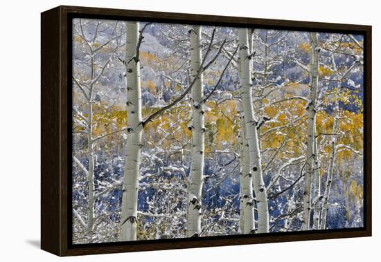 Rocky Mountains aspen grove autumn snows, Keebler Pass, Colorado.-Darrell Gulin-Framed Premier Image Canvas