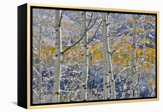 Rocky Mountains aspen grove autumn snows, Keebler Pass, Colorado.-Darrell Gulin-Framed Premier Image Canvas