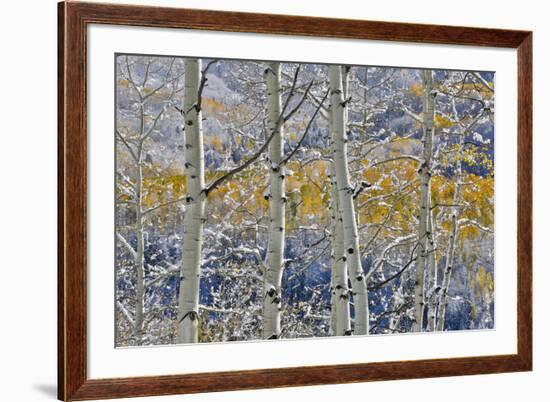 Rocky Mountains aspen grove autumn snows, Keebler Pass, Colorado.-Darrell Gulin-Framed Photographic Print