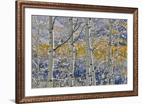 Rocky Mountains aspen grove autumn snows, Keebler Pass, Colorado.-Darrell Gulin-Framed Photographic Print