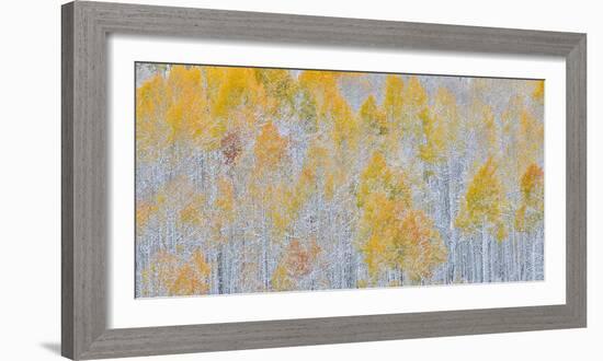 Rocky Mountains, Colorado. Fall Colors of Aspens and fresh snow Keebler Pass-Darrell Gulin-Framed Photographic Print