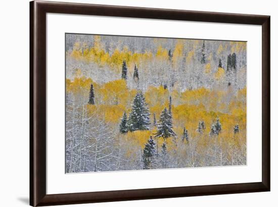 Rocky Mountains, Colorado. Fall Colors of Aspens and fresh snow Keebler Pass-Darrell Gulin-Framed Premium Photographic Print