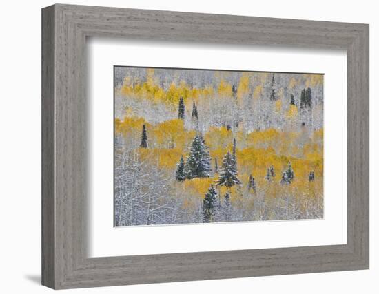 Rocky Mountains, Colorado. Fall Colors of Aspens and fresh snow Keebler Pass-Darrell Gulin-Framed Photographic Print