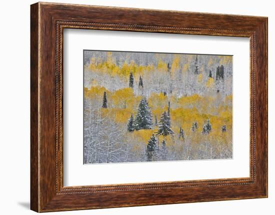 Rocky Mountains, Colorado. Fall Colors of Aspens and fresh snow Keebler Pass-Darrell Gulin-Framed Photographic Print