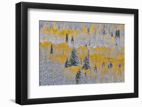 Rocky Mountains, Colorado. Fall Colors of Aspens and fresh snow Keebler Pass-Darrell Gulin-Framed Photographic Print