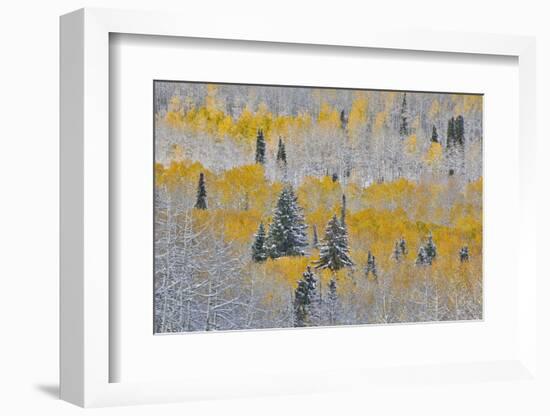 Rocky Mountains, Colorado. Fall Colors of Aspens and fresh snow Keebler Pass-Darrell Gulin-Framed Photographic Print