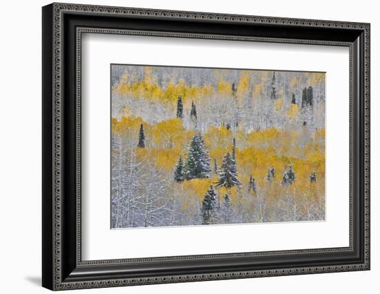 Rocky Mountains, Colorado. Fall Colors of Aspens and fresh snow Keebler Pass-Darrell Gulin-Framed Photographic Print