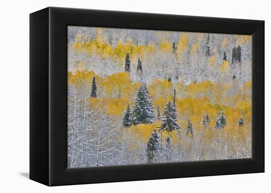 Rocky Mountains, Colorado. Fall Colors of Aspens and fresh snow Keebler Pass-Darrell Gulin-Framed Premier Image Canvas