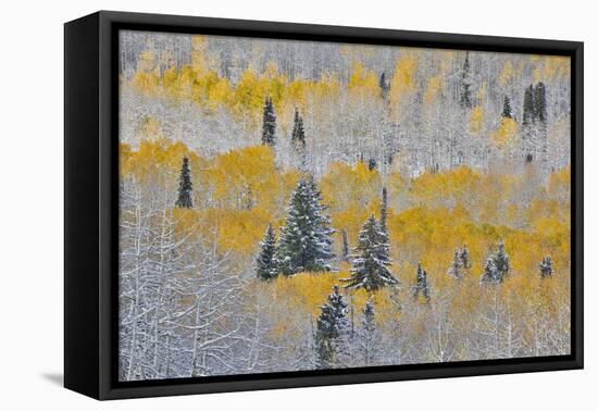 Rocky Mountains, Colorado. Fall Colors of Aspens and fresh snow Keebler Pass-Darrell Gulin-Framed Premier Image Canvas