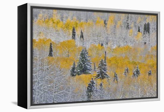 Rocky Mountains, Colorado. Fall Colors of Aspens and fresh snow Keebler Pass-Darrell Gulin-Framed Premier Image Canvas