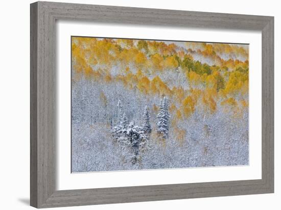 Rocky Mountains, Colorado. Fall Colors of Aspens and fresh snow Keebler Pass-Darrell Gulin-Framed Photographic Print