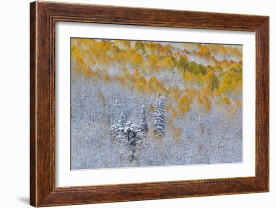 Rocky Mountains, Colorado. Fall Colors of Aspens and fresh snow Keebler Pass-Darrell Gulin-Framed Photographic Print