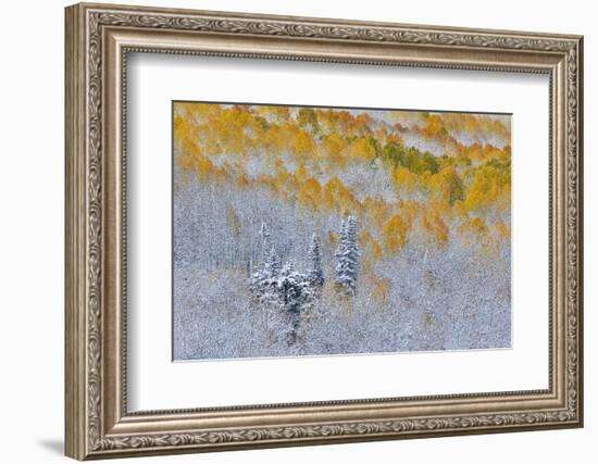 Rocky Mountains, Colorado. Fall Colors of Aspens and fresh snow Keebler Pass-Darrell Gulin-Framed Photographic Print