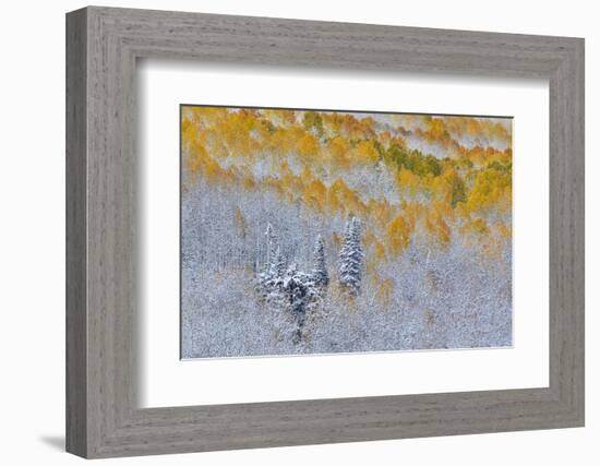 Rocky Mountains, Colorado. Fall Colors of Aspens and fresh snow Keebler Pass-Darrell Gulin-Framed Photographic Print