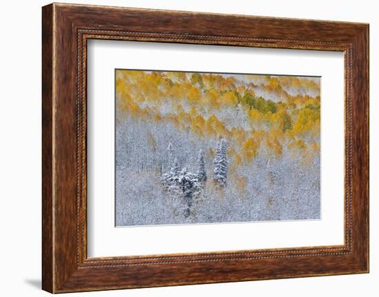 Rocky Mountains, Colorado. Fall Colors of Aspens and fresh snow Keebler Pass-Darrell Gulin-Framed Photographic Print