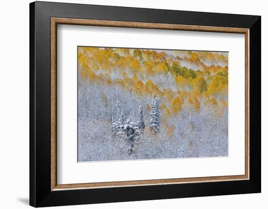 Rocky Mountains, Colorado. Fall Colors of Aspens and fresh snow Keebler Pass-Darrell Gulin-Framed Photographic Print