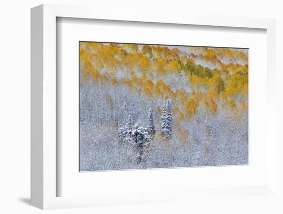 Rocky Mountains, Colorado. Fall Colors of Aspens and fresh snow Keebler Pass-Darrell Gulin-Framed Photographic Print