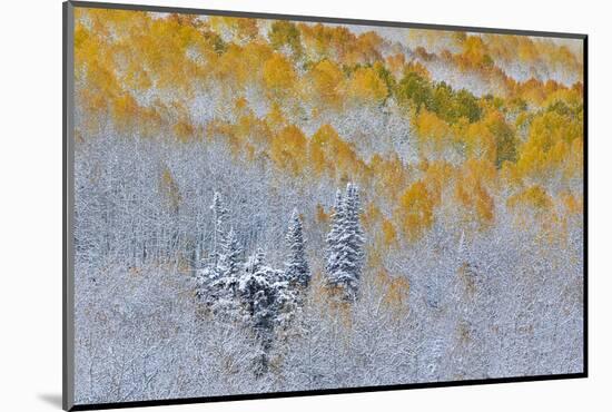 Rocky Mountains, Colorado. Fall Colors of Aspens and fresh snow Keebler Pass-Darrell Gulin-Mounted Photographic Print