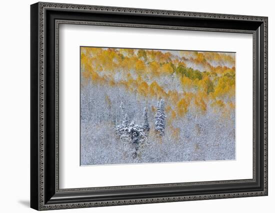 Rocky Mountains, Colorado. Fall Colors of Aspens and fresh snow Keebler Pass-Darrell Gulin-Framed Photographic Print