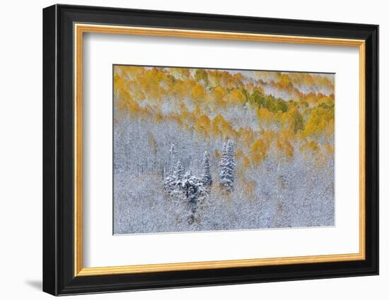 Rocky Mountains, Colorado. Fall Colors of Aspens and fresh snow Keebler Pass-Darrell Gulin-Framed Photographic Print