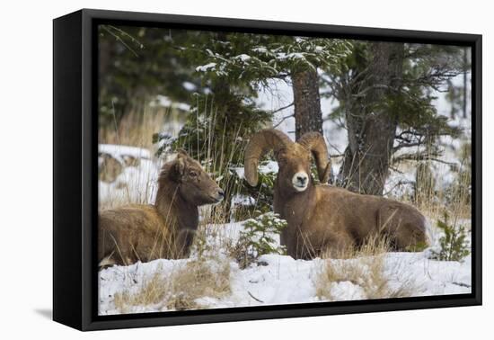 Rocky Mountains, Wyoming. Bighorn Sheep Wintering in Wyoming-Larry Ditto-Framed Premier Image Canvas