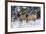 Rocky Mountains, Wyoming. Elk, Cervus Elaphus, Females in Snow-Larry Ditto-Framed Photographic Print