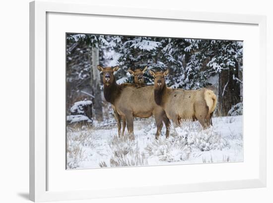 Rocky Mountains, Wyoming. Elk, Cervus Elaphus, Females in Snow-Larry Ditto-Framed Photographic Print